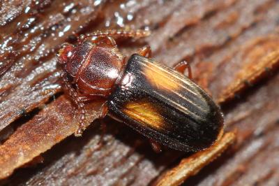  Laemophloeus monilis (Fabricius, 1787)