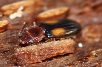 Laemophloeus monilis (Fabricius, 1787)