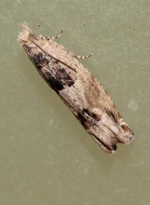  Crocidosema plebejana Zeller, 1847