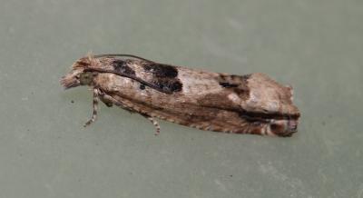  Crocidosema plebejana Zeller, 1847
