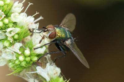  Chrysosomopsis aurata (Fallén, 1820)