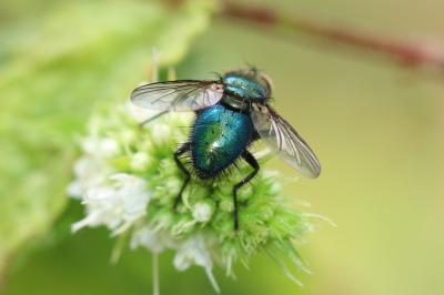  Chrysosomopsis aurata (Fallén, 1820)