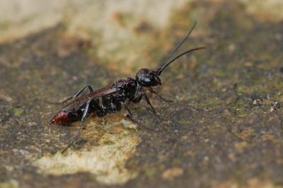 Dolichurus haemorrhous A. Costa, 1886
