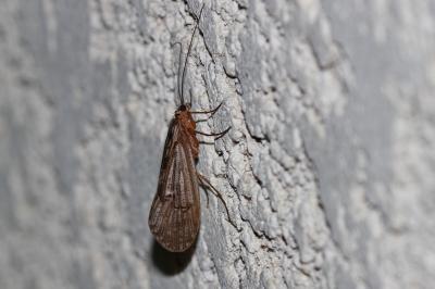  Halesus Stephens, 1837