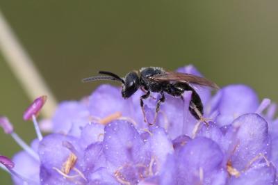  Lasioglossum Curtis, 1833