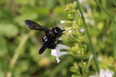 Xylocope irisé Xylocopa iris (Christ, 1791)