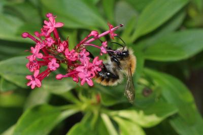 Bourdon des champs Bombus pascuorum (Scopoli, 1763)