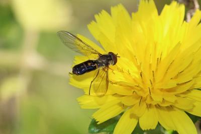  Episyrphus balteatus (De Geer, 1776)