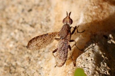  Euthycera cribrata (Rondani, 1868)