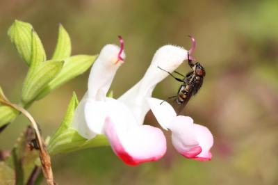  Stomorhina lunata (Fabricius, 1805)