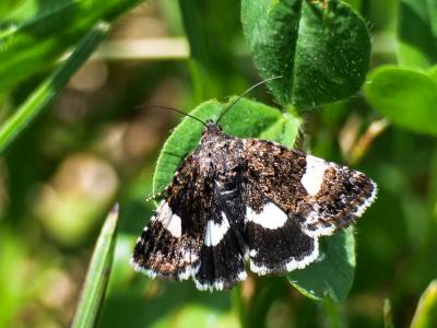 Noctuelle en deuil (La) Tyta luctuosa (Denis & Schiffermüller, 1775)