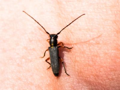 Phytoecia icterica (Schaller, 1783)