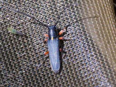  Phytoecia icterica (Schaller, 1783)
