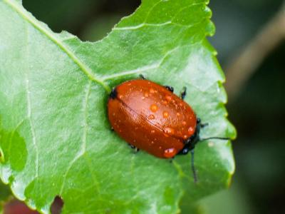  Chrysomela populi populi Linnaeus, 1758