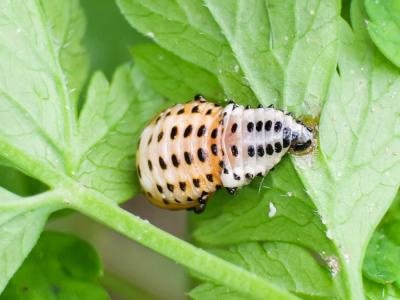  Chrysomela populi populi Linnaeus, 1758
