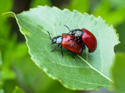  Chrysomela populi populi Linnaeus, 1758