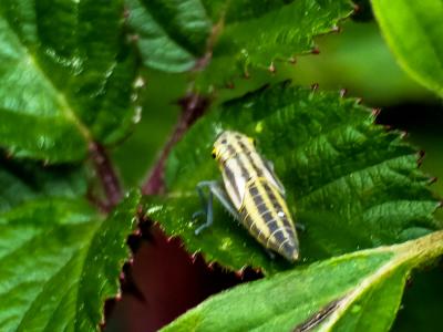 Cicadelle verte Cicadella viridis (Linnaeus, 1758)