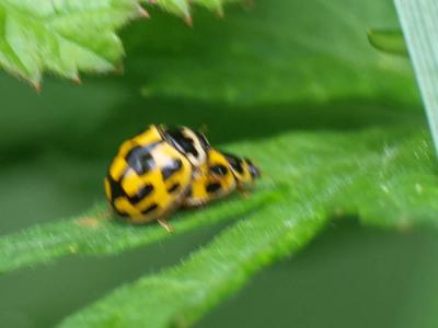 Coccinelle à damier, Coccinelle à 14 points Propylea quatuordecimpunctata (Linnaeus, 1758)