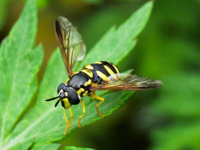  Chrysotoxum intermedium (Meigen, 1822)
