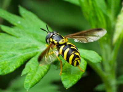  Chrysotoxum intermedium (Meigen, 1822)