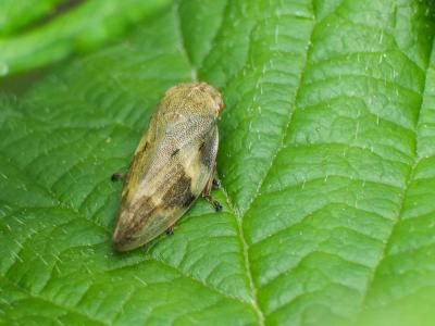  Aphrophora alni (Fallén, 1805)
