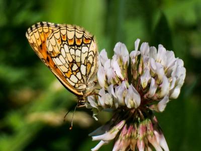 Mélitée du Mélampyre (La), Damier Athalie (Le) Melitaea athalia (Rottemburg, 1775)