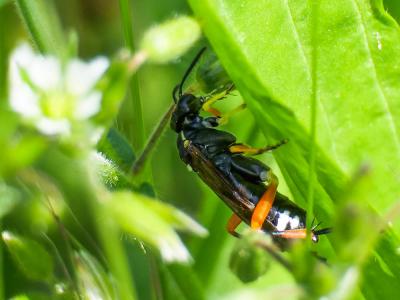  Macrophya diversipes (Schrank, 1782)