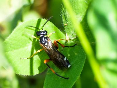  Macrophya diversipes (Schrank, 1782)