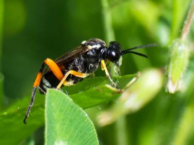  Macrophya diversipes (Schrank, 1782)