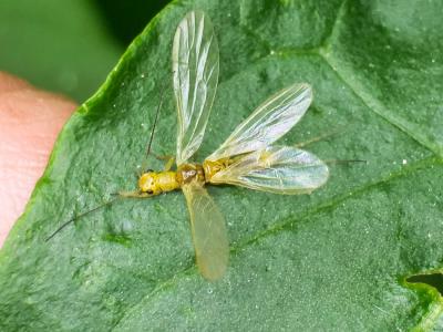  Siphonoperla torrentium (Pictet, 1841)