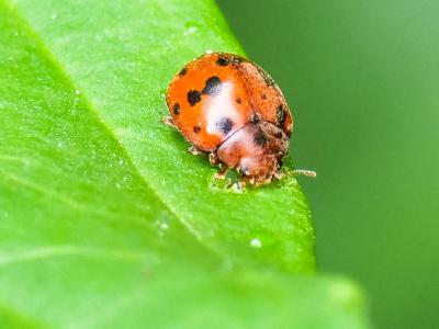  Subcoccinella vigintiquatuorpunctata (Linnaeus, 1758)