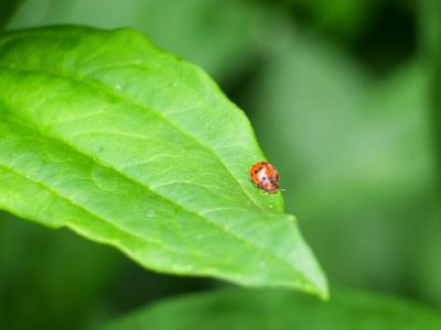  Subcoccinella vigintiquatuorpunctata (Linnaeus, 1758)