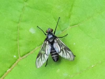  Ibisia marginata (Fabricius, 1781)