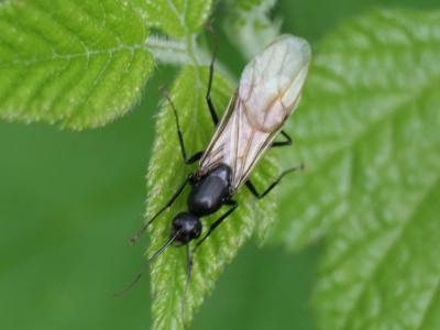 Fourmis Formicidae Latreille, 1809