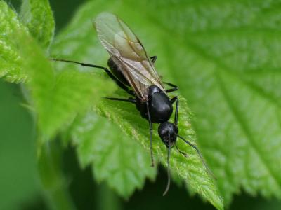 Fourmis Formicidae Latreille, 1809