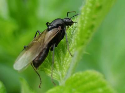 Fourmis Formicidae Latreille, 1809