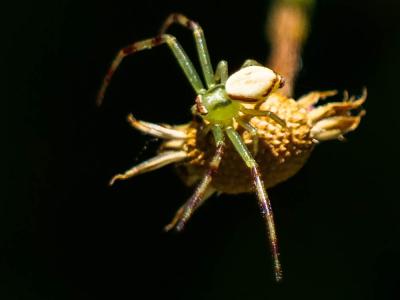 Misumène variable Misumena vatia (Clerck, 1758)