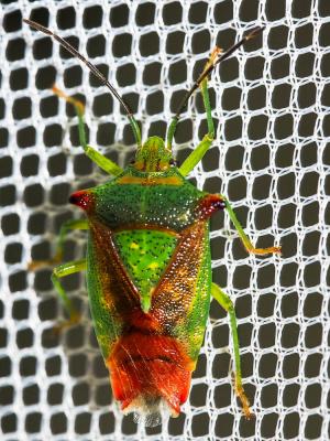 Punaise de l'aubépine, Punaise ensanglantée Acanthosoma haemorrhoidale (Linnaeus, 1758)
