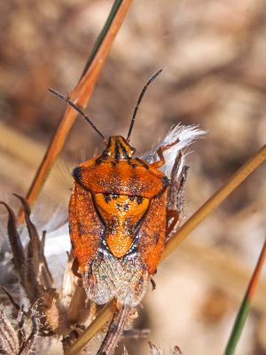  Carpocoris pudicus (Poda, 1761)