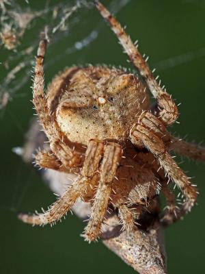 Épeire angulaire Araneus angulatus Clerck, 1758