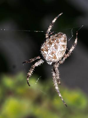 Épeire diadème Araneus diadematus Clerck, 1758