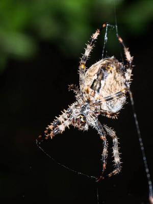 Épeire diadème Araneus diadematus Clerck, 1758