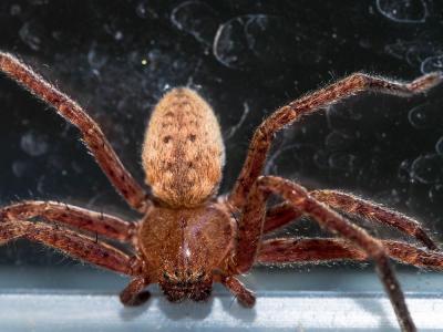  Olios argelasius (Walckenaer, 1806)