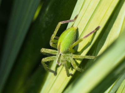  Micrommata ligurinum (C. L. Koch, 1845)
