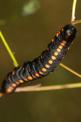 Cucullie lucifuge (La) Cucullia lucifuga (Denis & Schiffermüller, 1775)