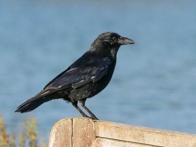 Corneille noire Corvus corone Linnaeus, 1758