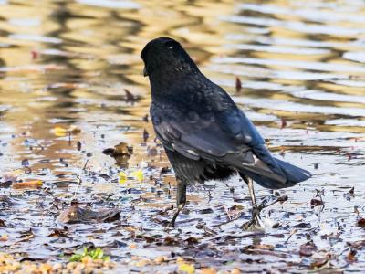 Corneille noire Corvus corone Linnaeus, 1758