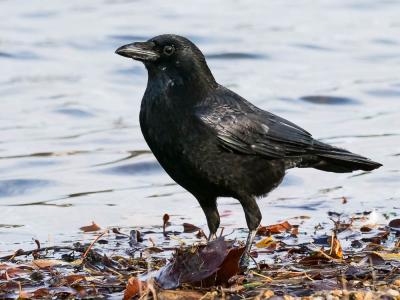 Corneille noire Corvus corone Linnaeus, 1758
