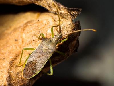  Gonocerus insidiator (Fabricius, 1787)