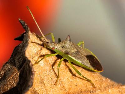  Gonocerus insidiator (Fabricius, 1787)